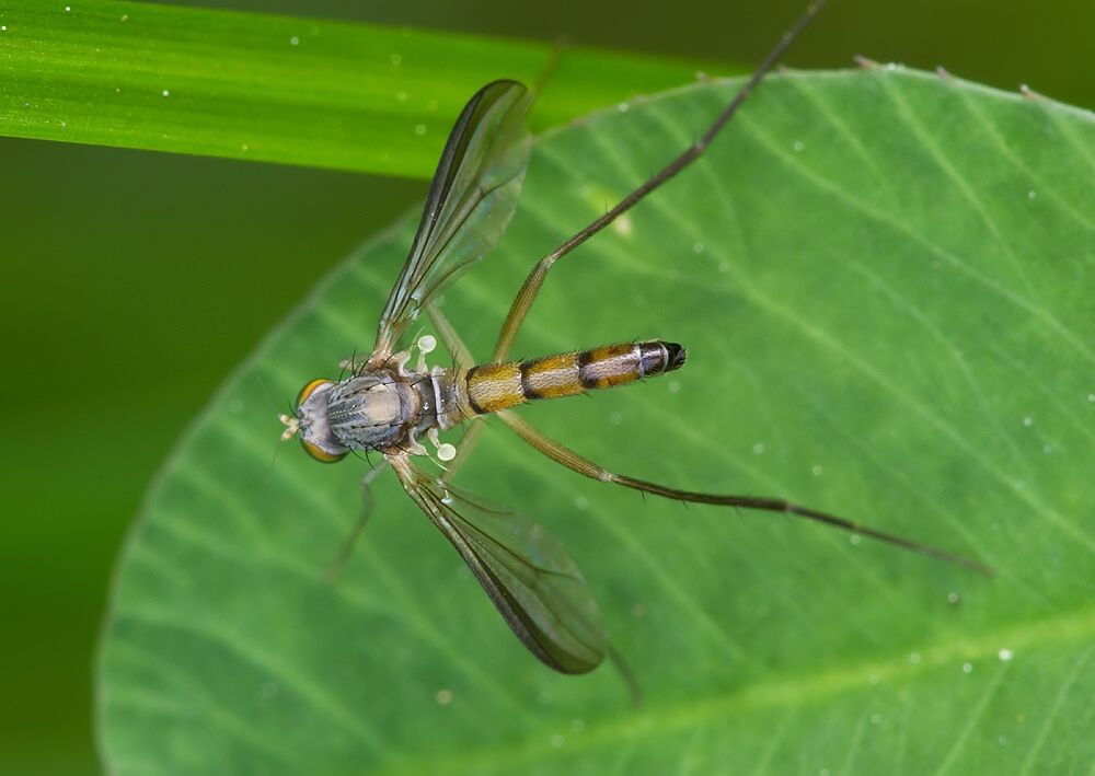 Neurigona suturalis