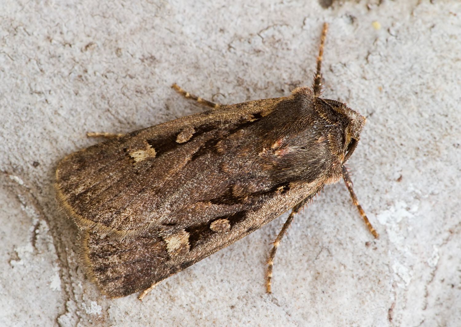 Euxoa temera