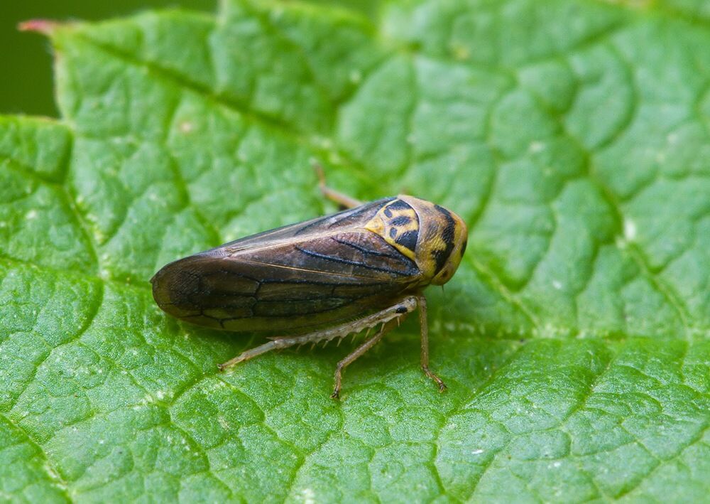 Macropsis fuscula