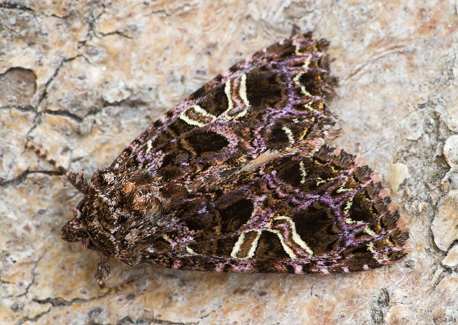 Sideridis rivularis