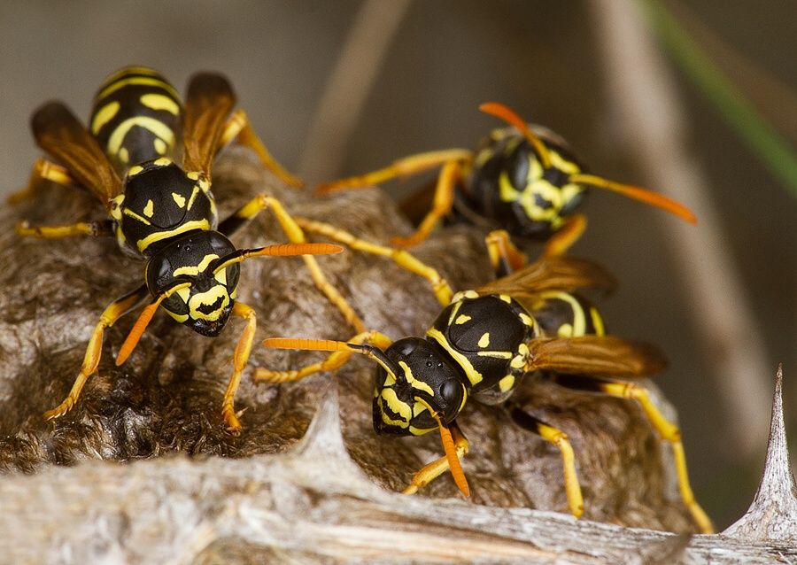 Polistes dominulus
