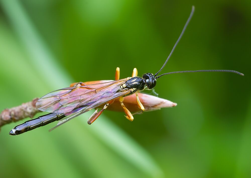 Rhyssella obliterata