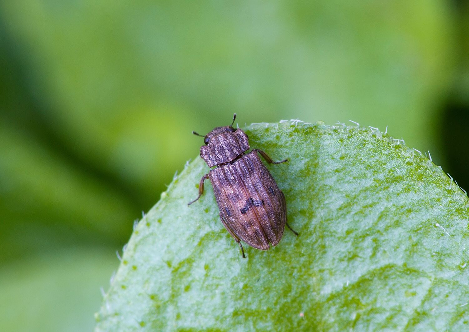Helophorus nubilus
