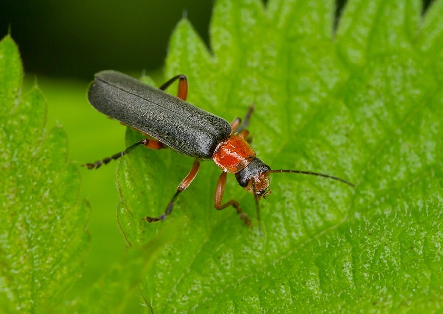 Cantharis pellucida