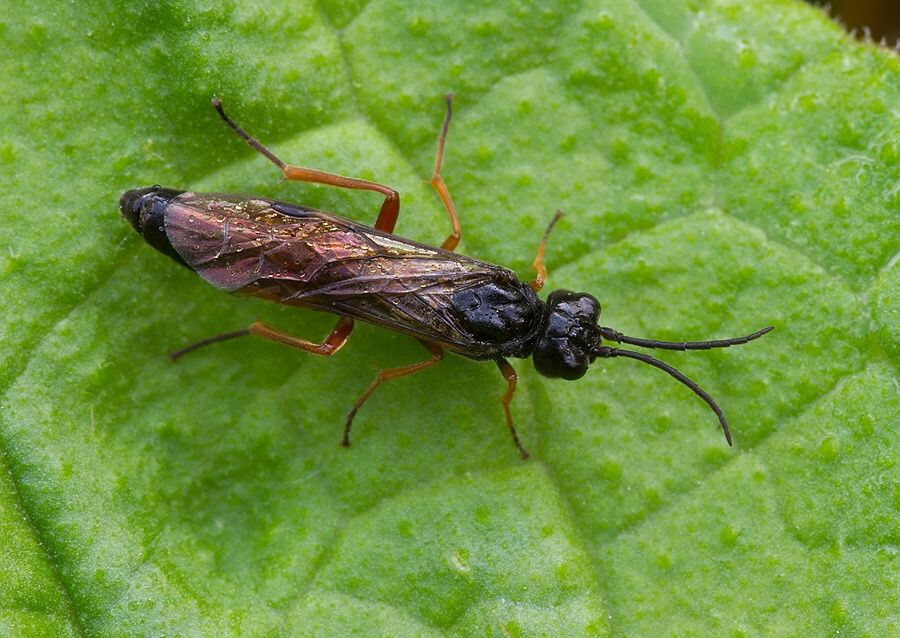 Allantus calceatus