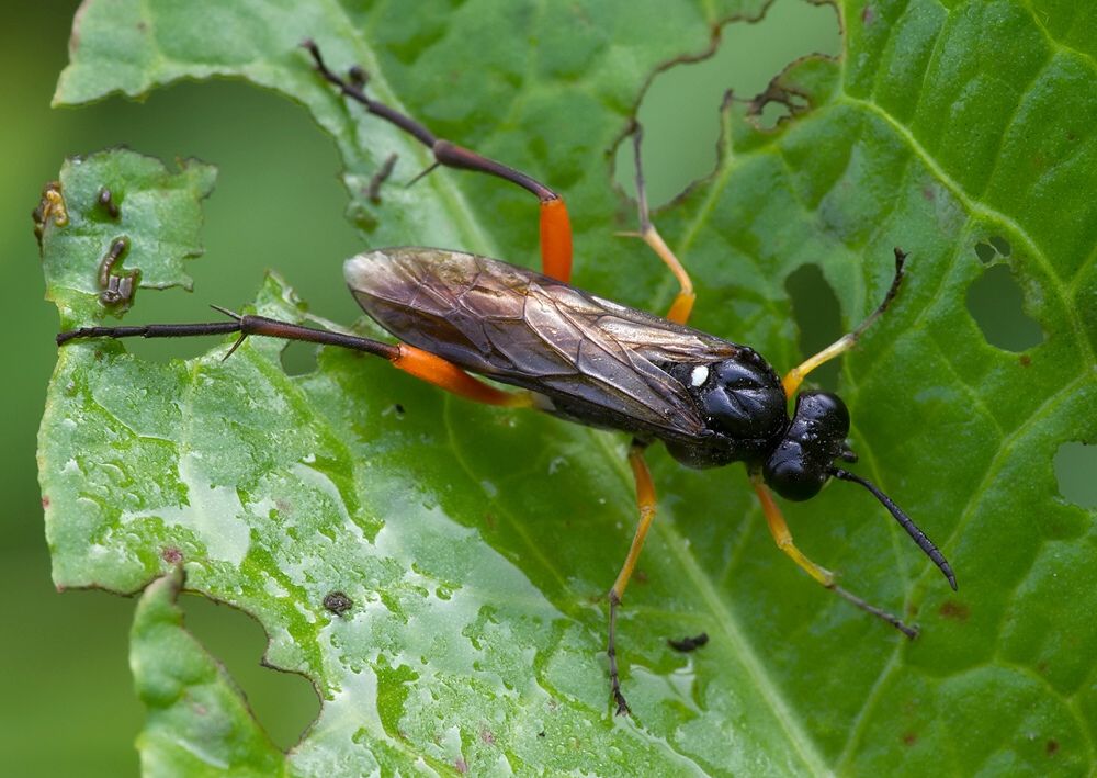 Macrophya rufipes