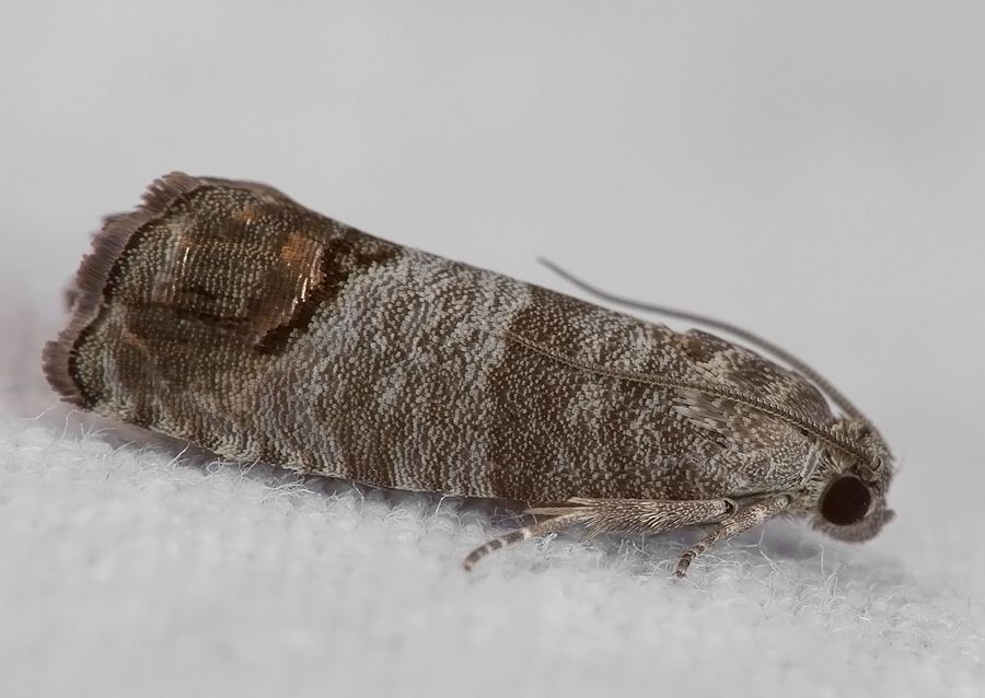 Cydia pomonella