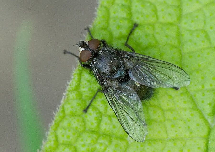 Calliphora vomitoria