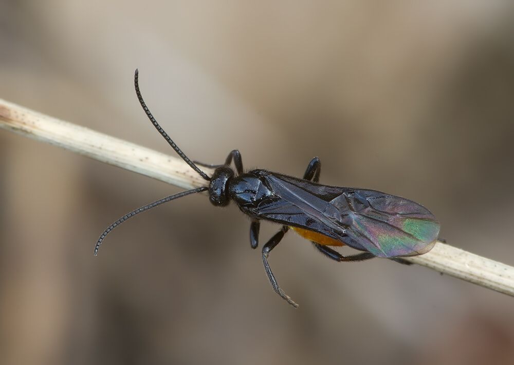 Proterops nigripennis
