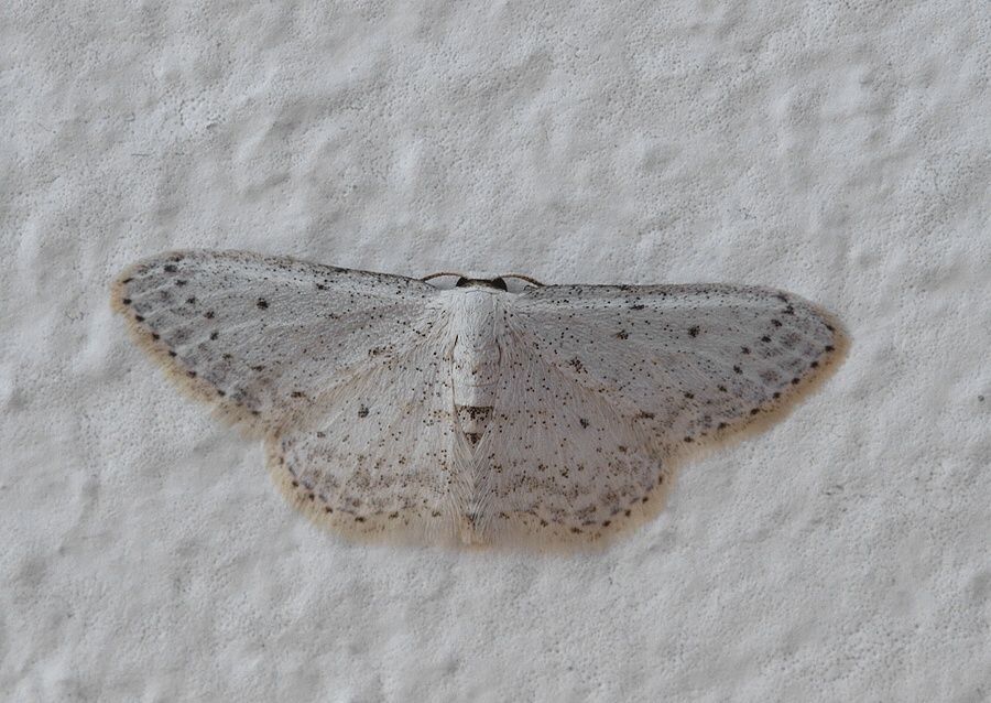 Idaea seriata
