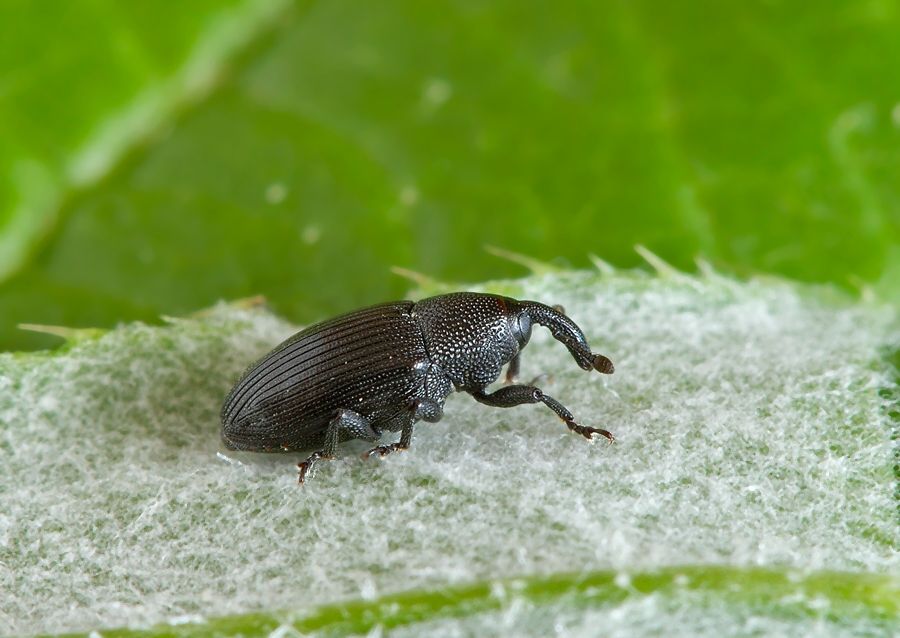 Baris artemisiae