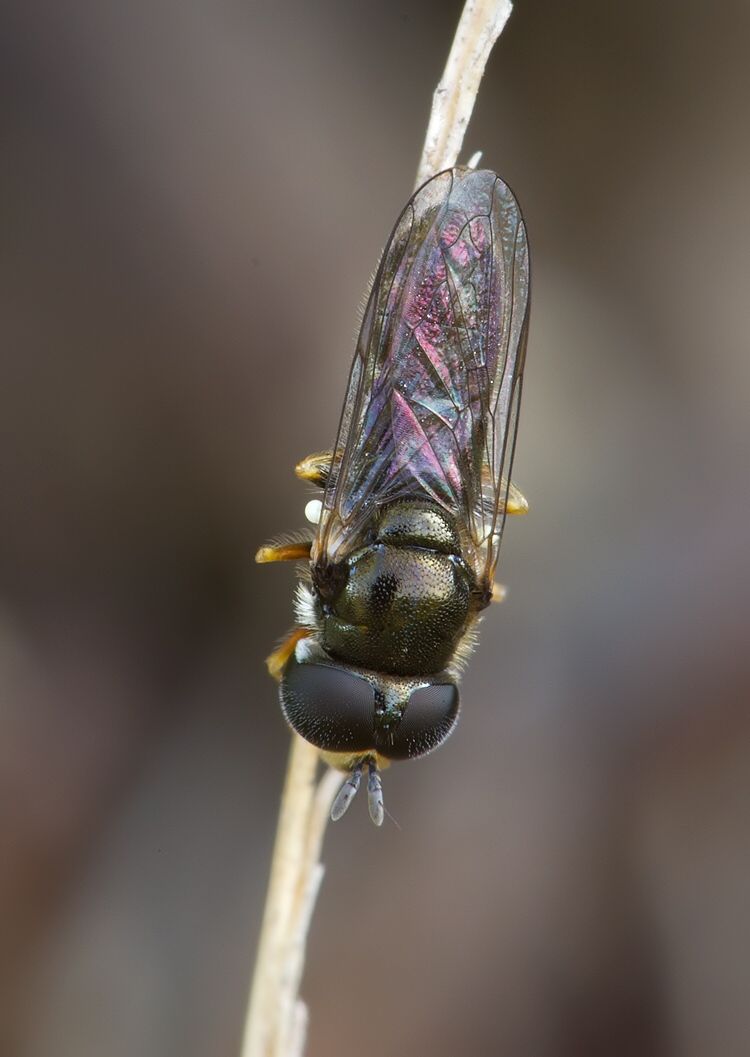 Paragus haemorrhous
