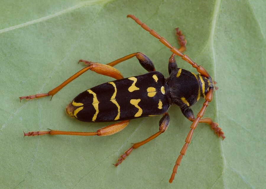 Plagionotus arcuatus