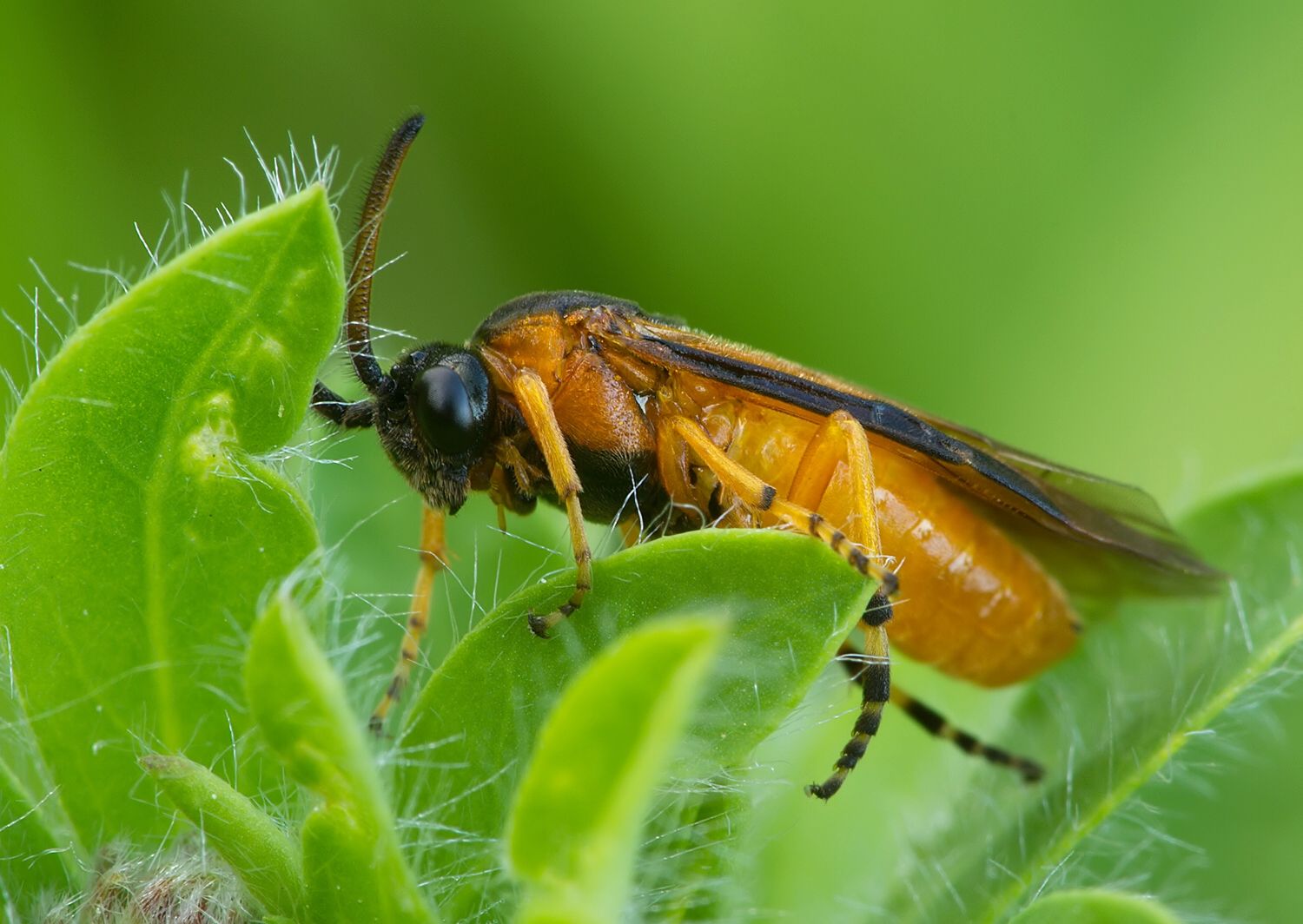 Arge ochropus