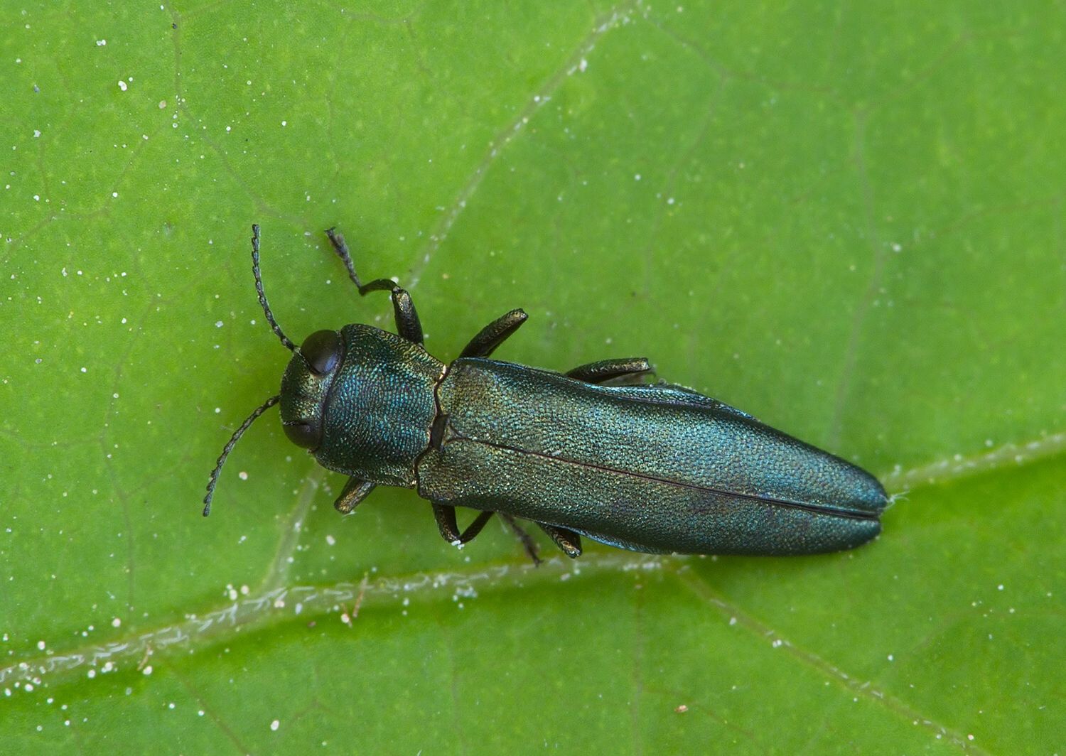 Agrilus sulcicollis