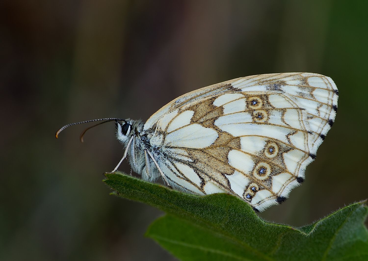 Melanargia galathea