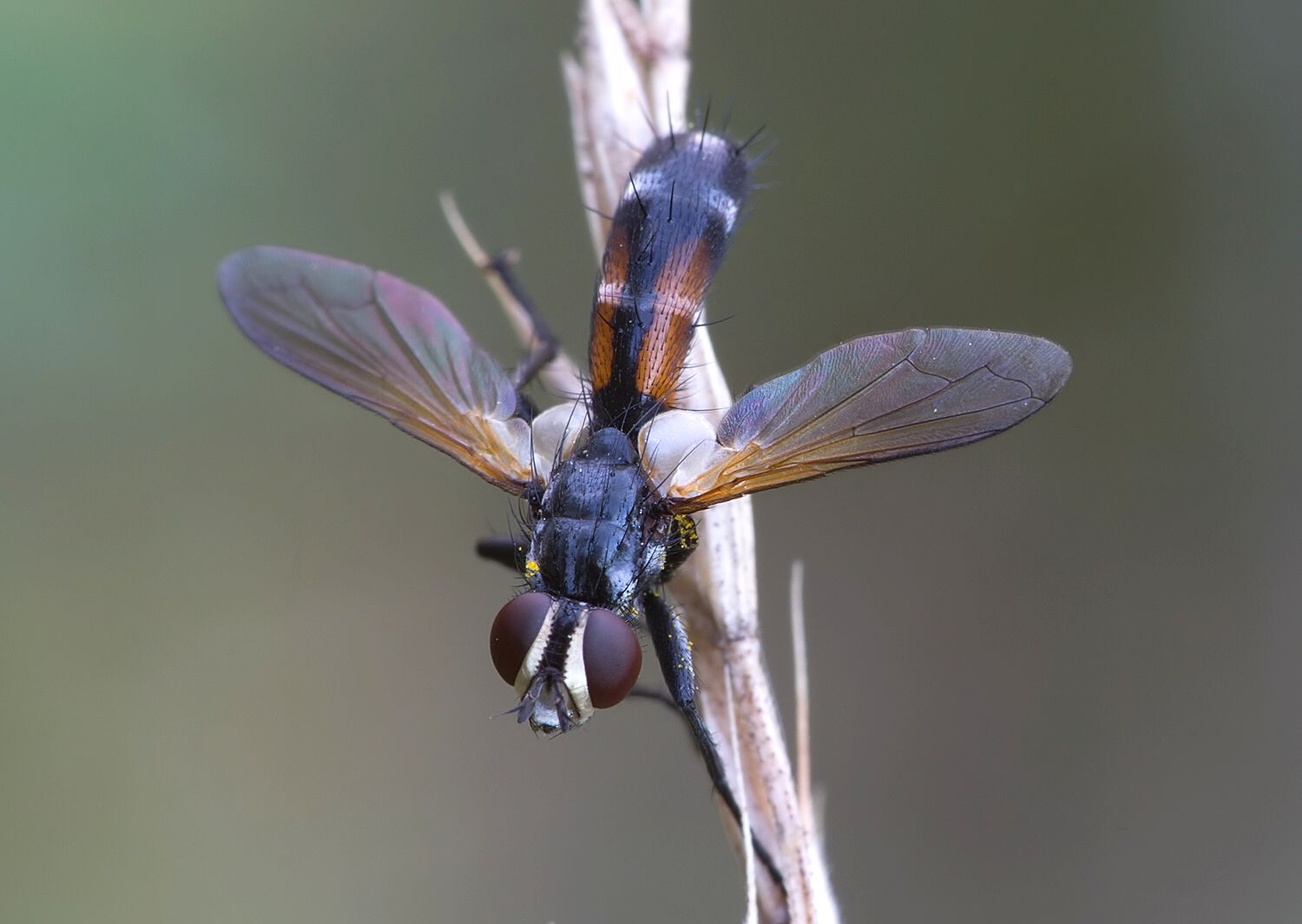 Cylindromyia auriceps