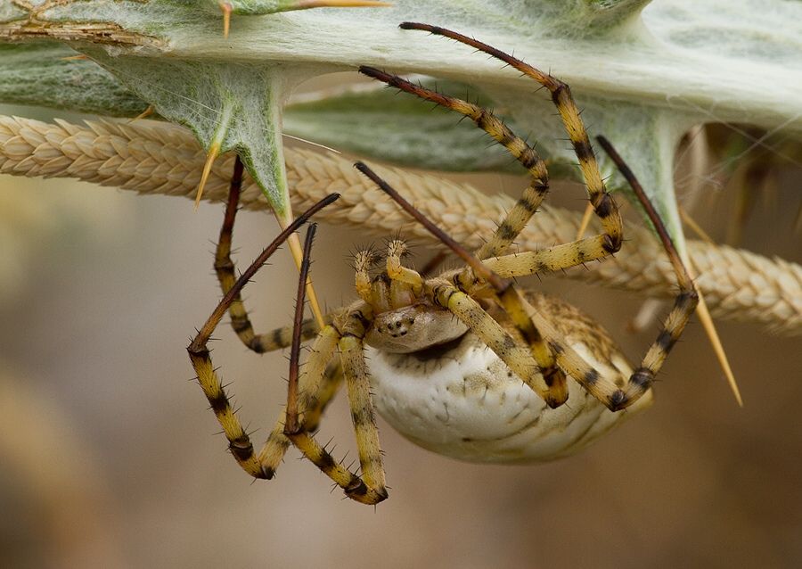 Argiope lobata