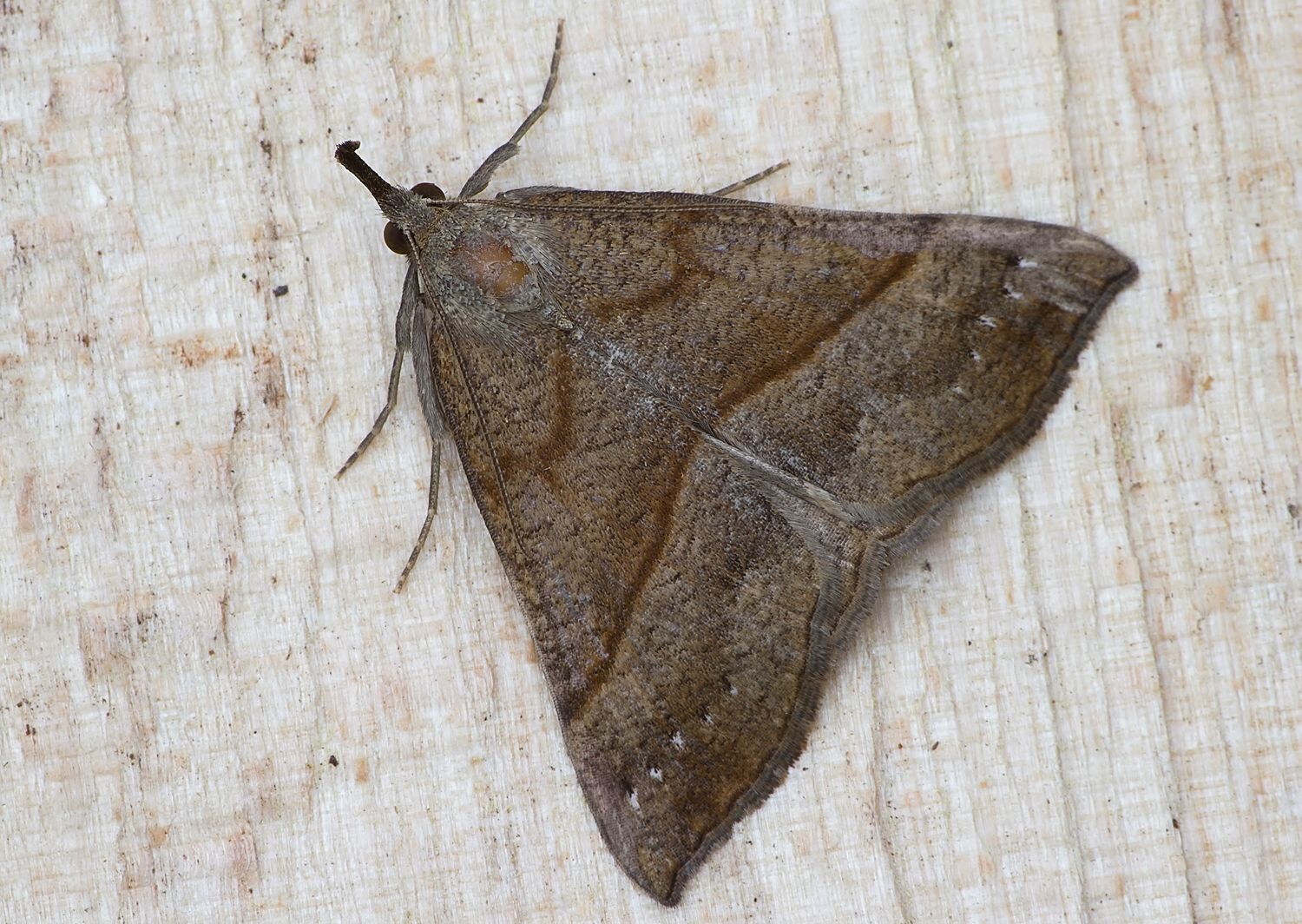 Hypena proboscidalis