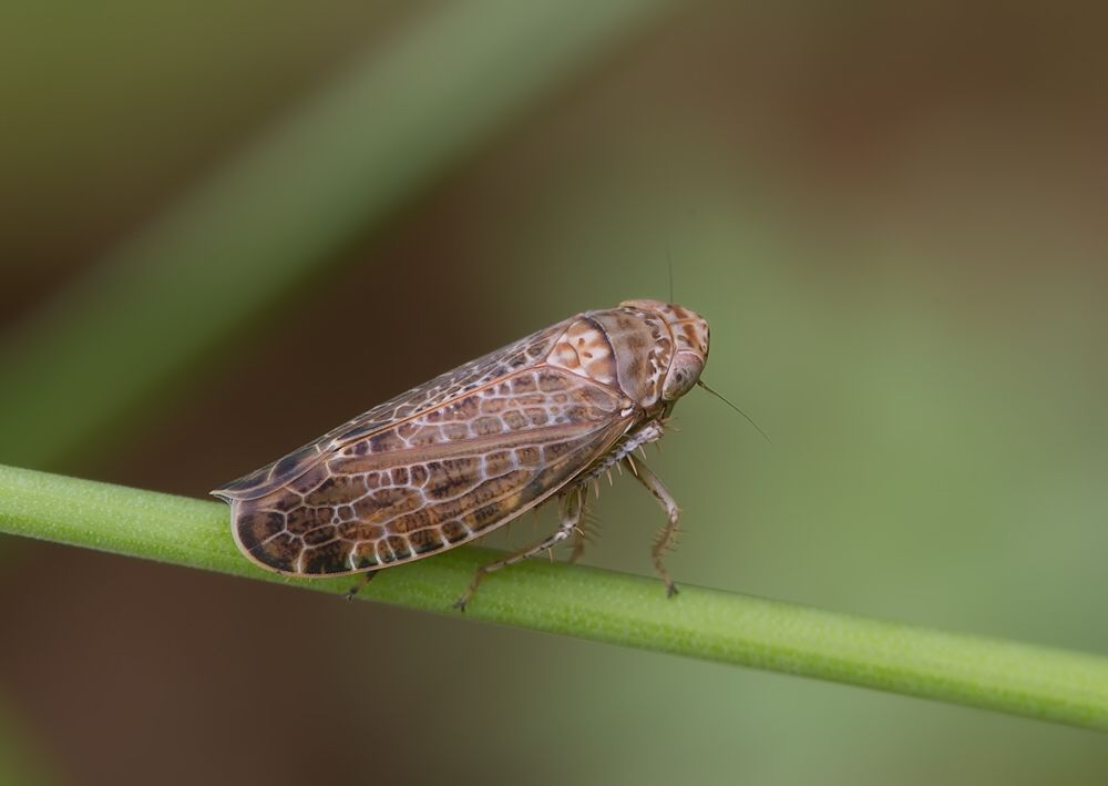 Allygidius furcatus