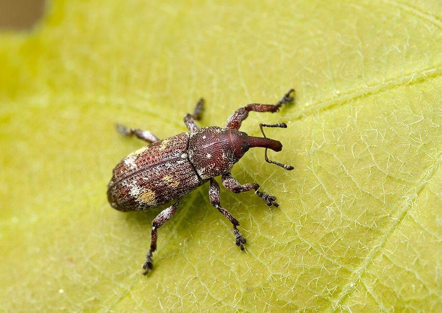 Pissodes validirostris