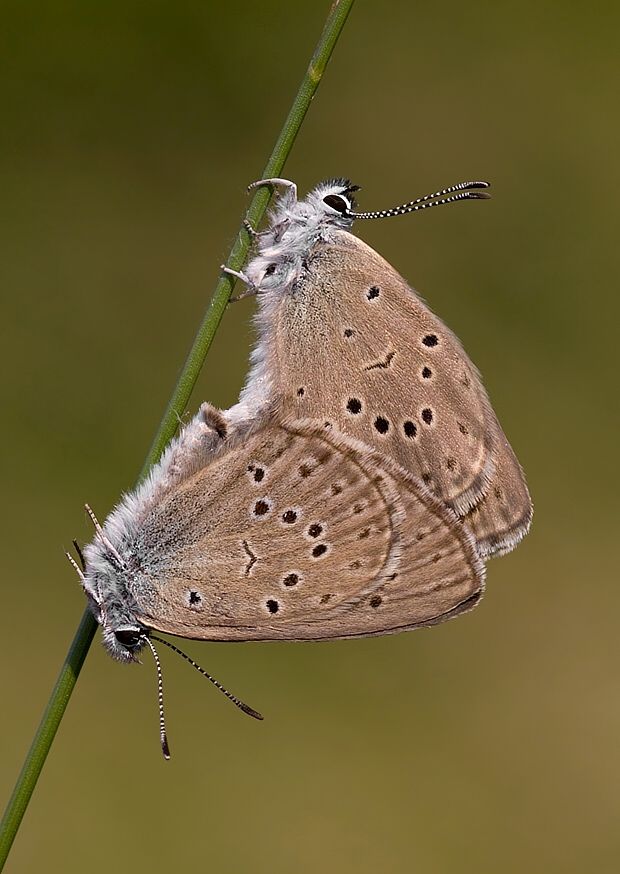 Maculinea rebeli