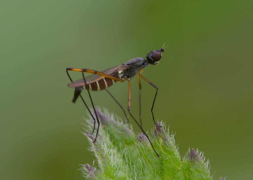 Micropeza corrigiolata
