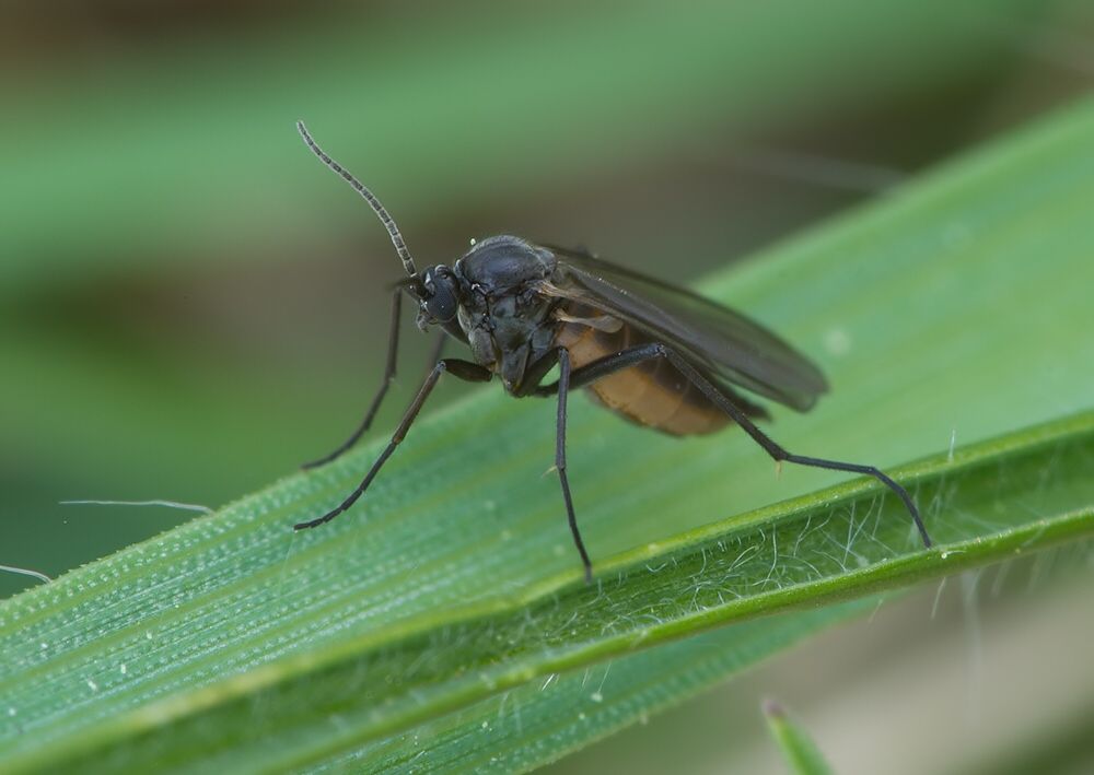 Sciara analis cf.