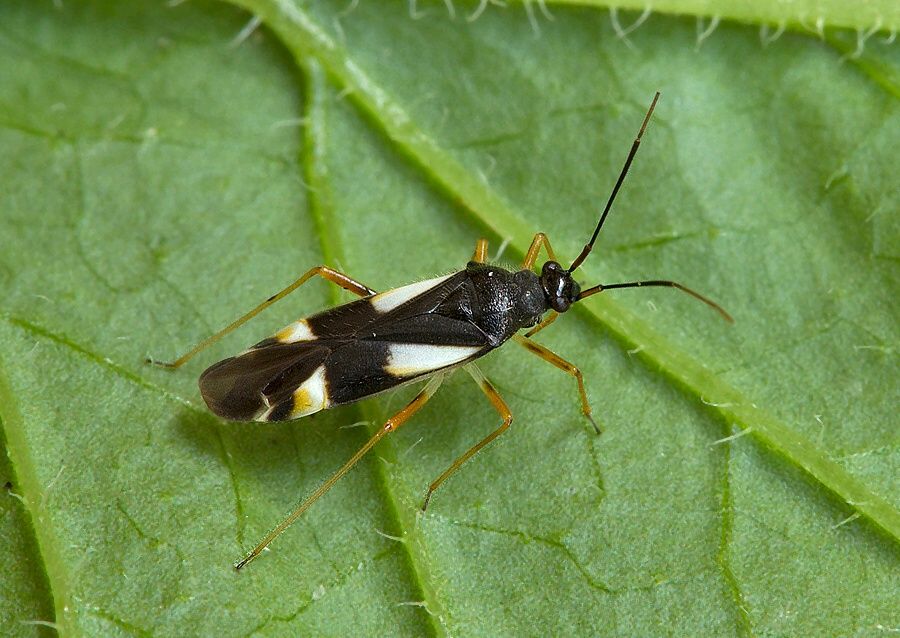 Dryophilocoris flavoquadrimaculatus