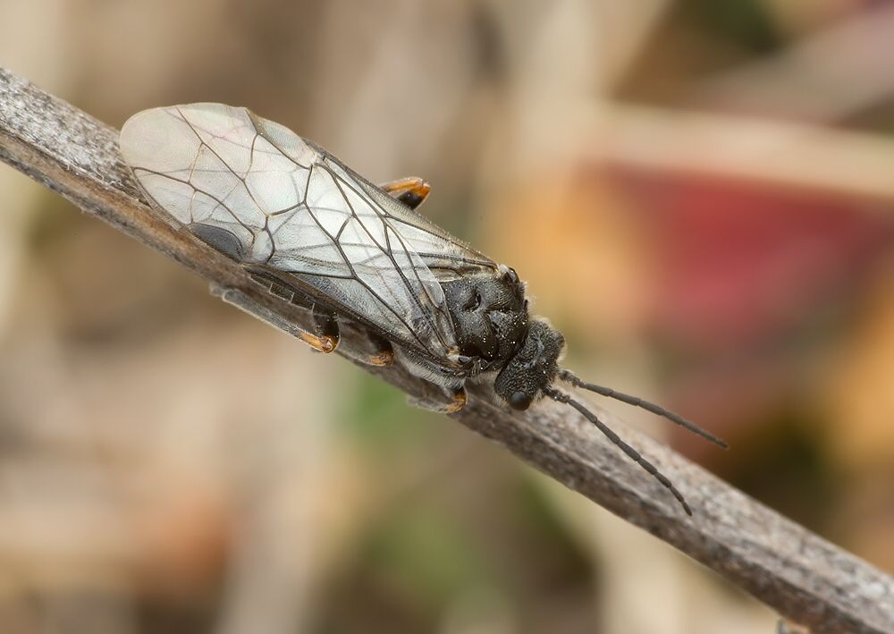 Dolerus puncticollis