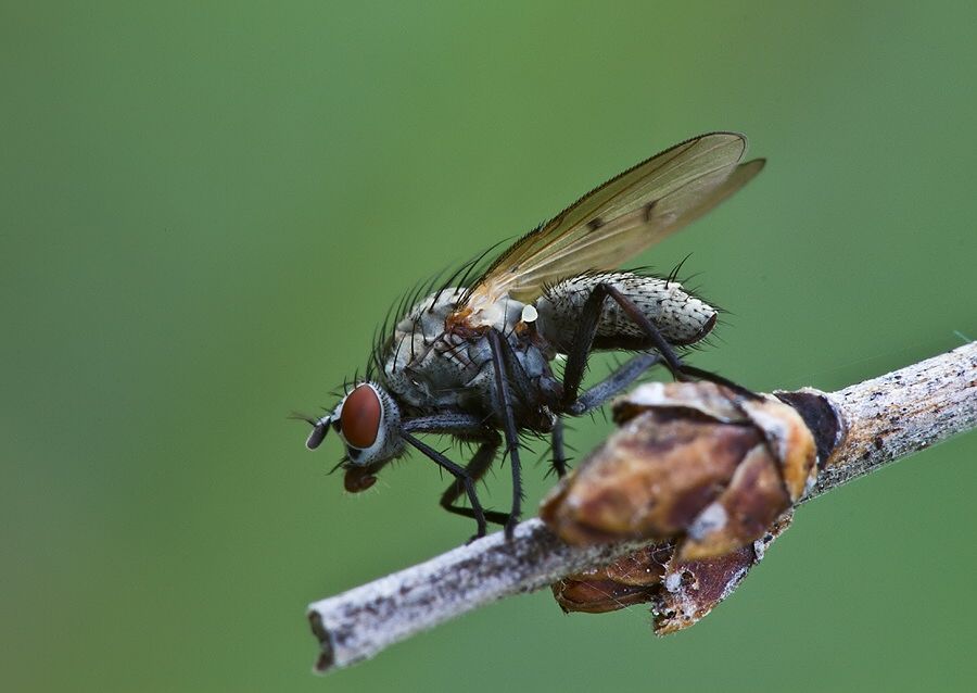 Lispocephala alma