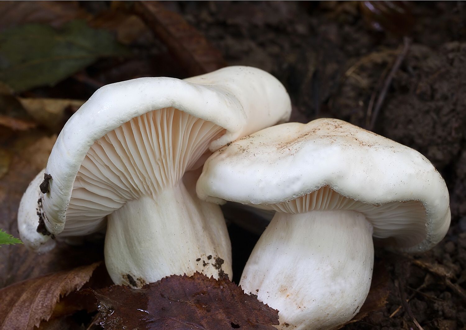Hygrophorus penarius