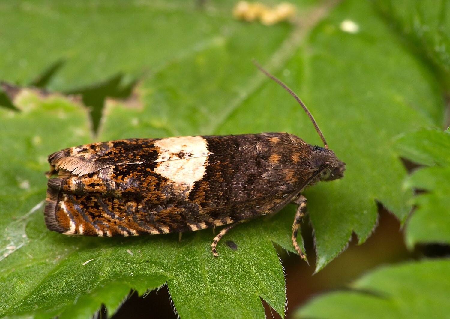 Notocelia tetragonana
