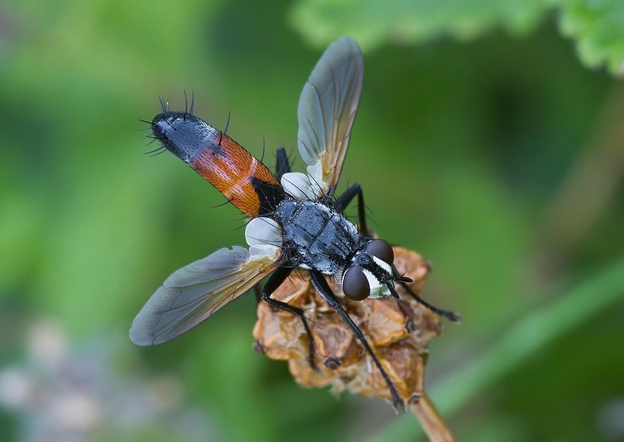 Cylindromyia brassicaria