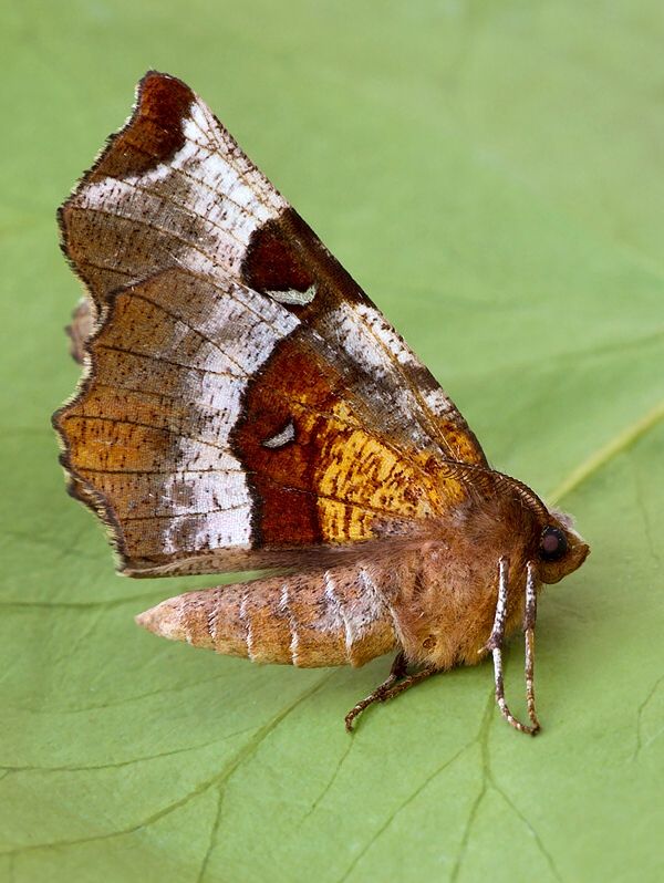 Selenia tetralunaria