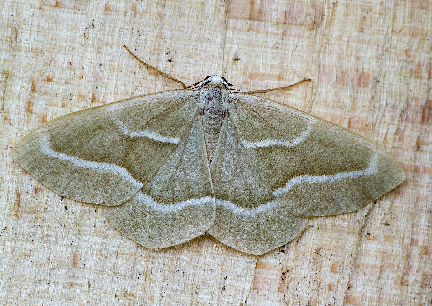 Hylaea fasciaria