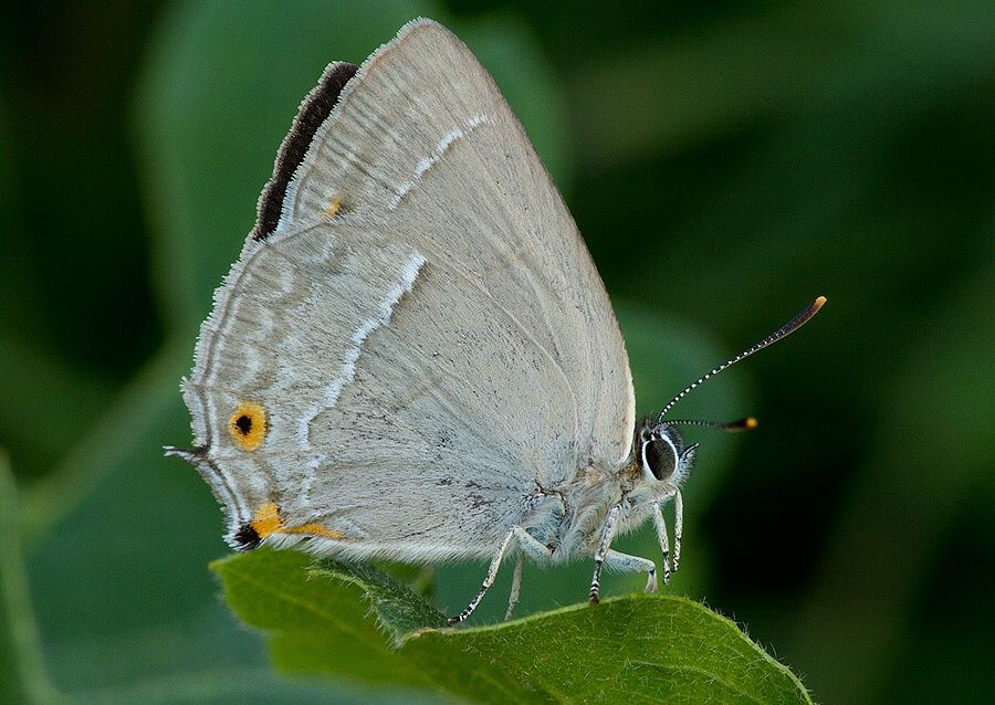 Neozephyrus quercus