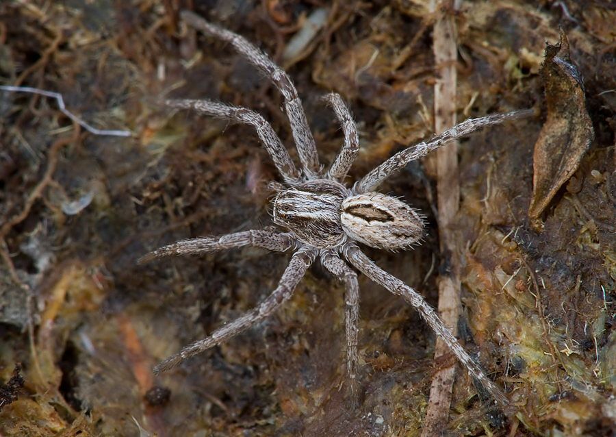 Thanatus formicinus