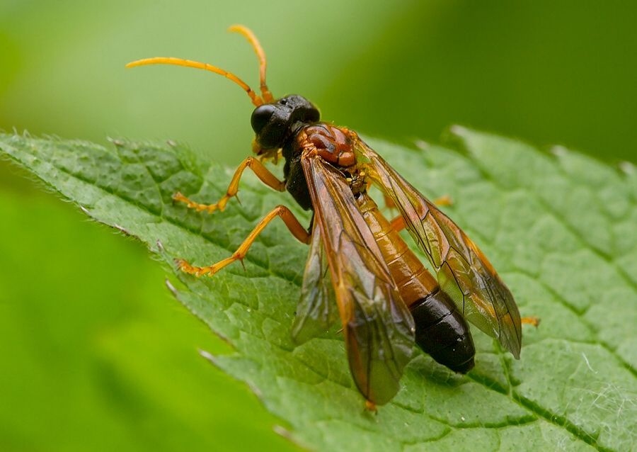 Tenthredo campestris