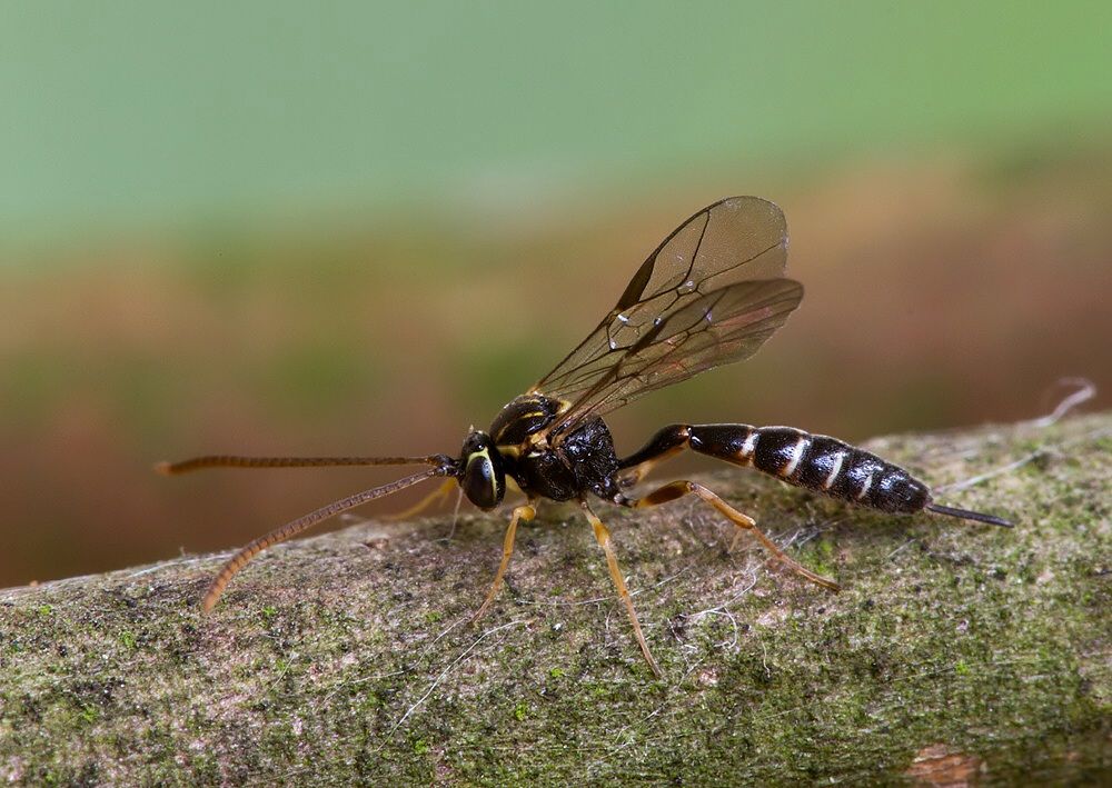 Brachycyrtus ornatus