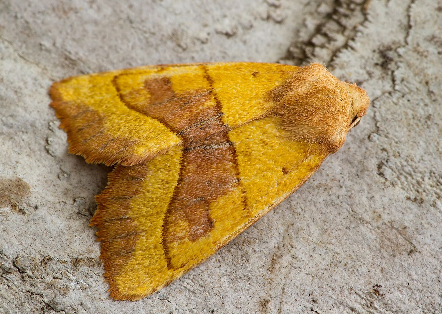 Atethmia centrago