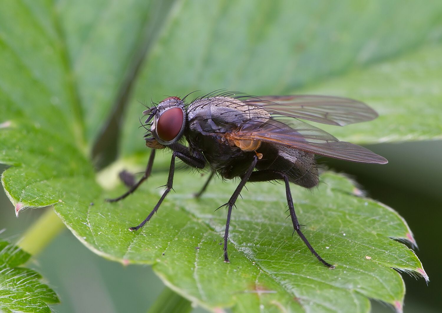 Phaonia angelicae