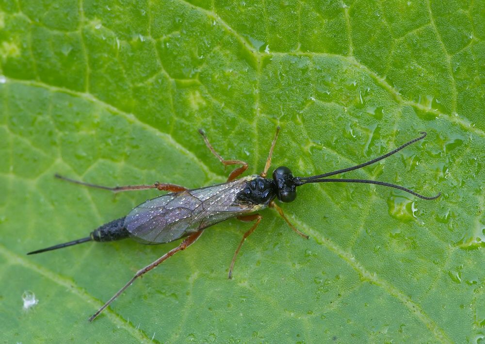 Diadegma sp.
