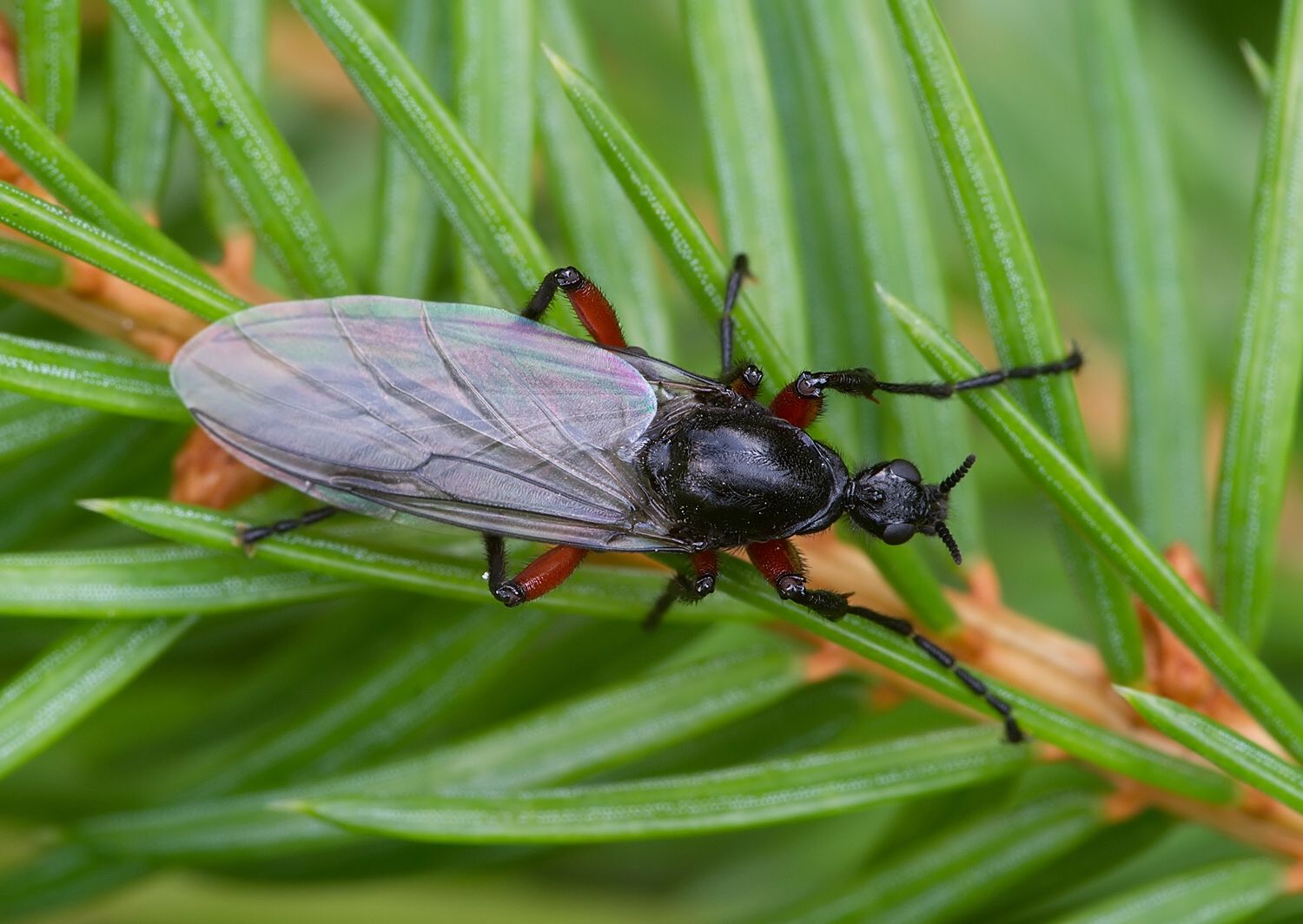 Bibio pomonae