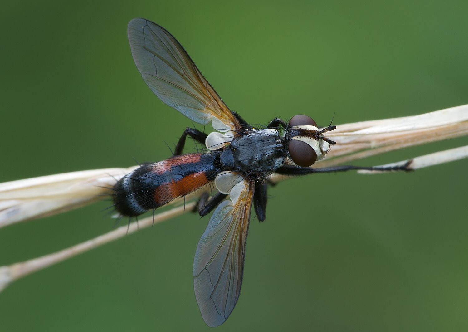 Cylindromyia auriceps