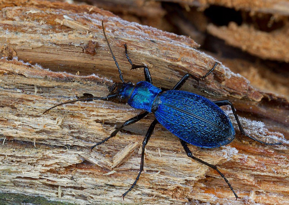 Carabus intricatus