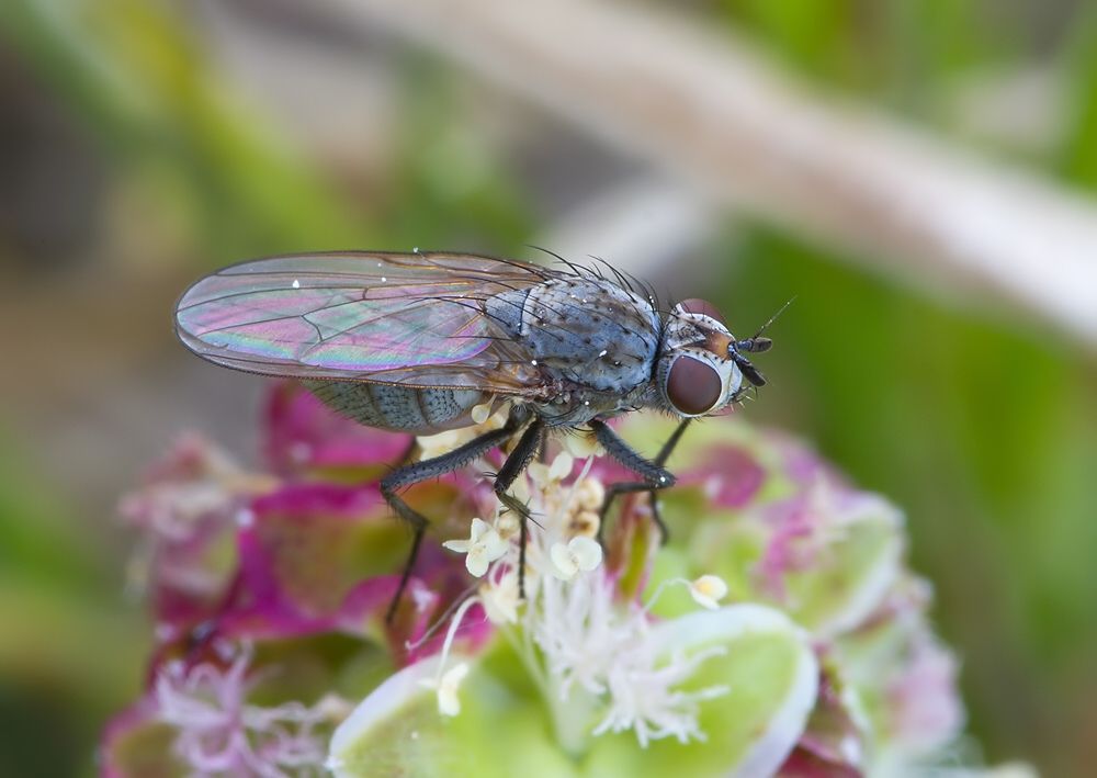 Botanophila fugax