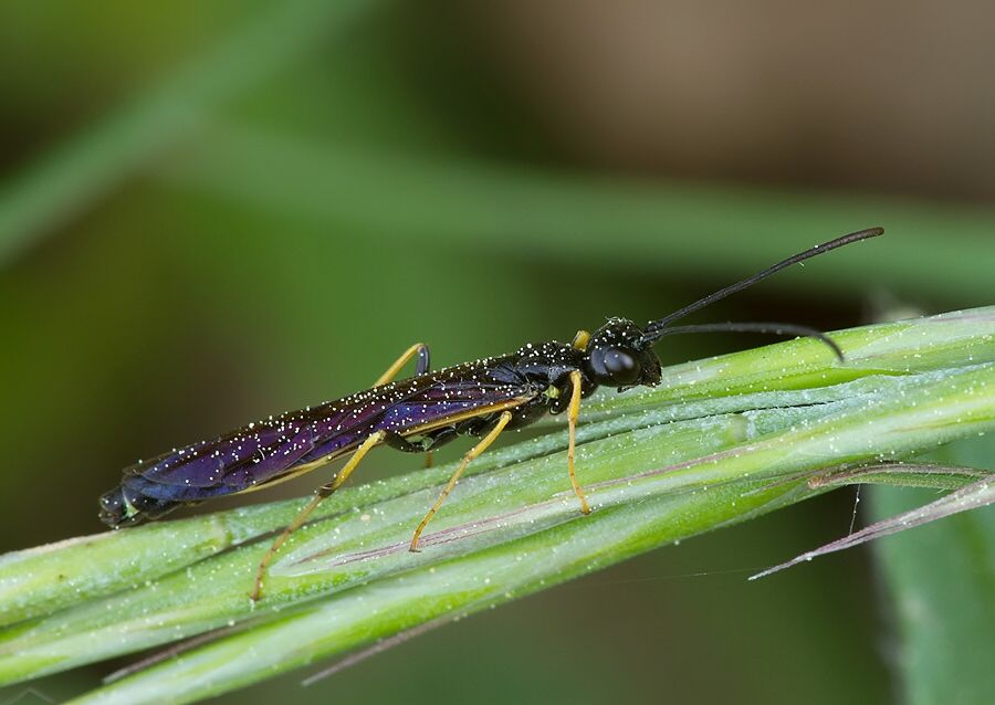 Cephus spinipes cf.