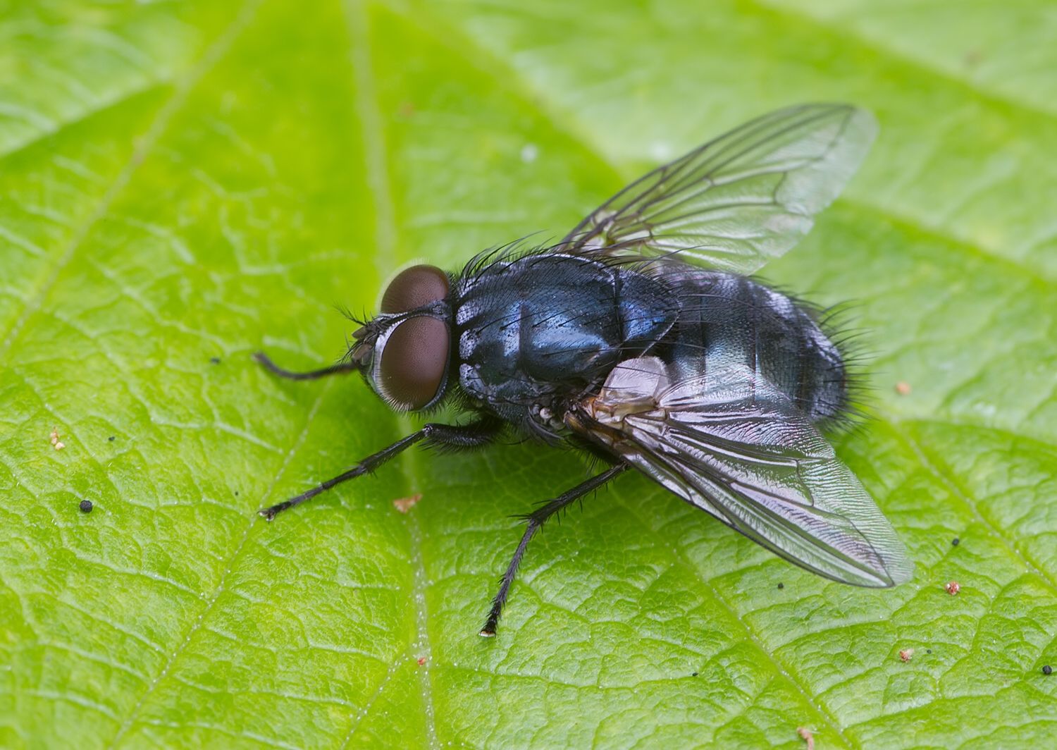 Dasyphora pratorum