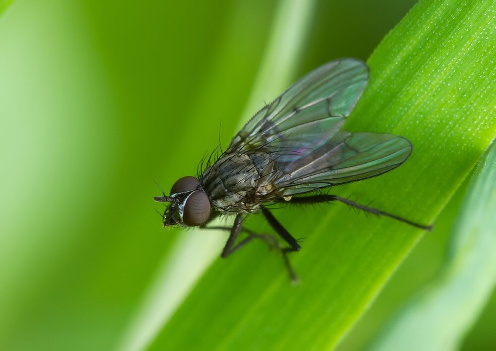 Anthomyia liturata